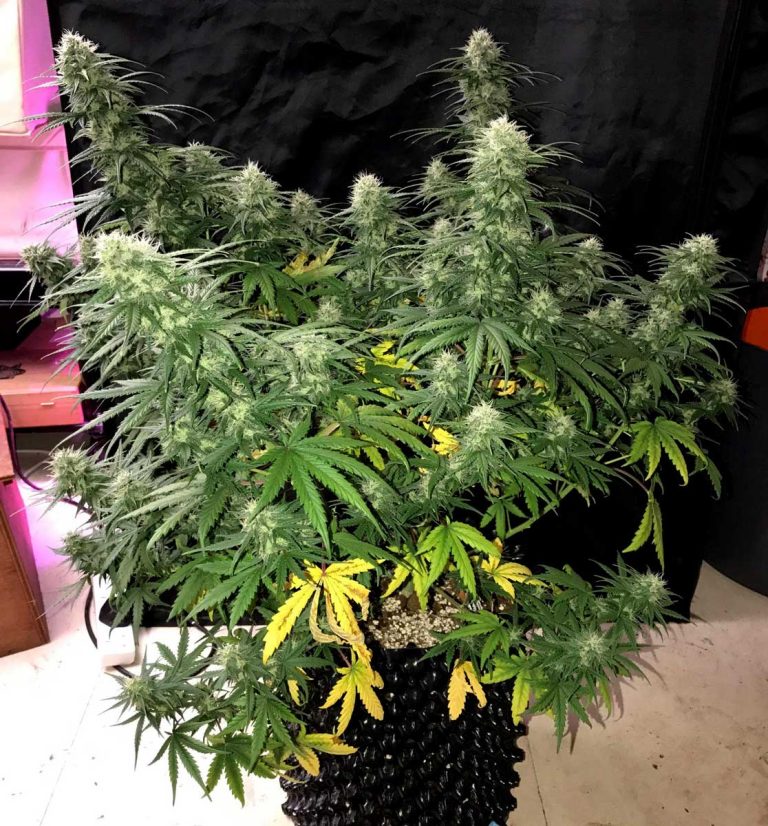 Ganja plant