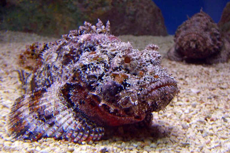 stonefish