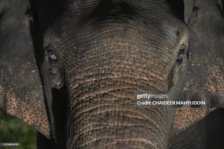 elephant