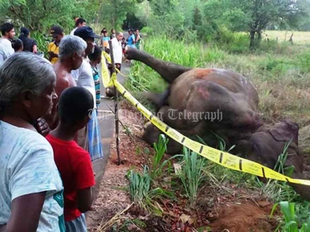 Three Sri Lankan Policemen Suspended for Killing People’s Friendly Elephant