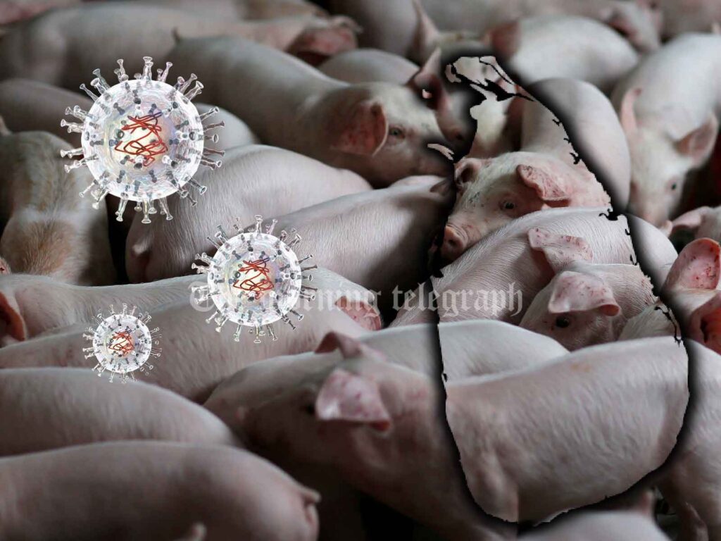 Transportation of Pigs Banned in Sri Lanka Amid African Swine Fever Outbreak