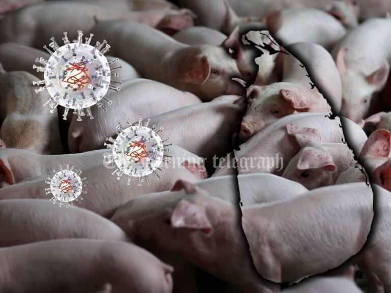 Transportation of Pigs Banned in Sri Lanka Amid African Swine Fever Outbreak