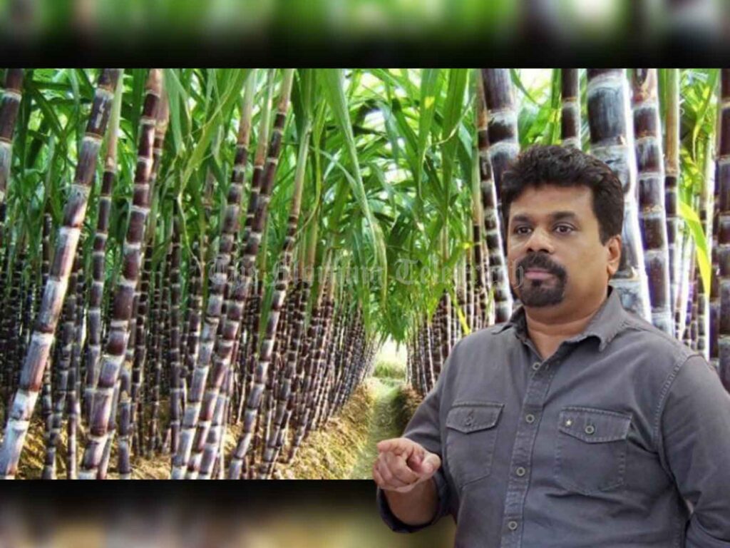 11,000 Acres of Kantale Sugar Company Land Allocated to Farmers for Crop Cultivation