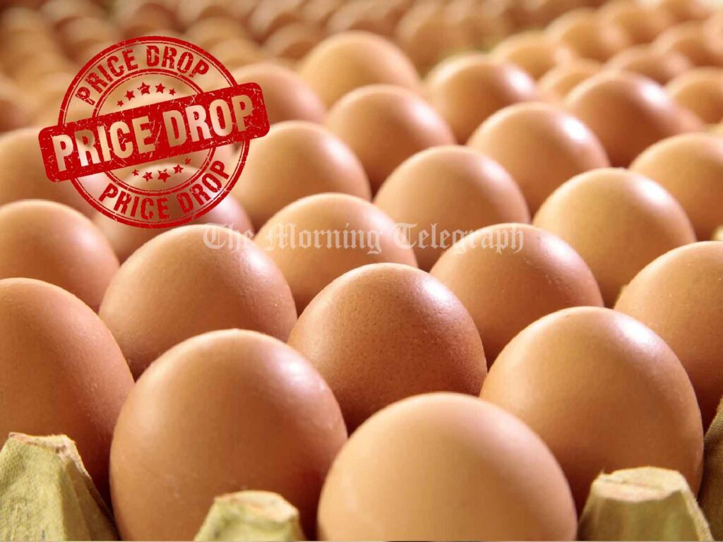 Agriculture Ministry Warns: Egg Price Drop Could Threaten Industry Stability