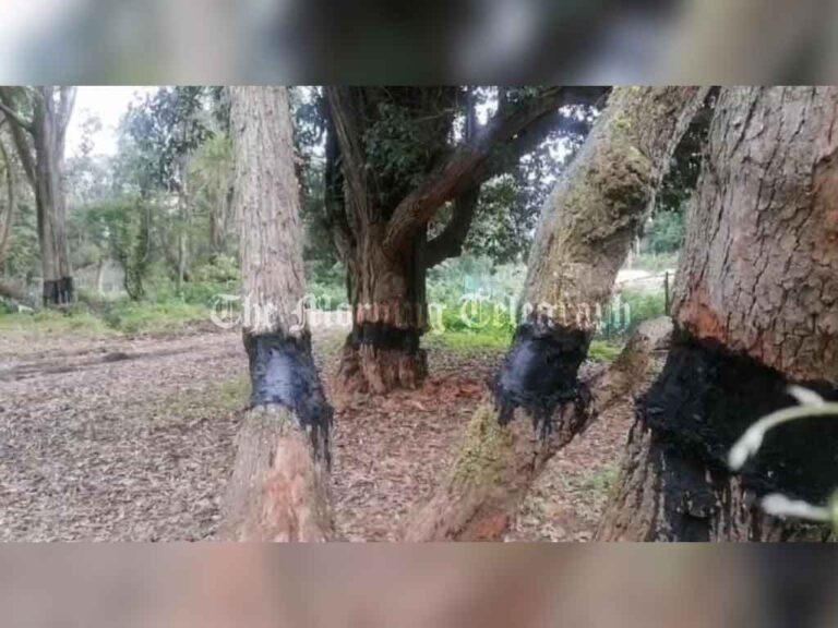 Investigation Launched Over Destruction of Historic Trees at Nuwara Eliya Golf Course