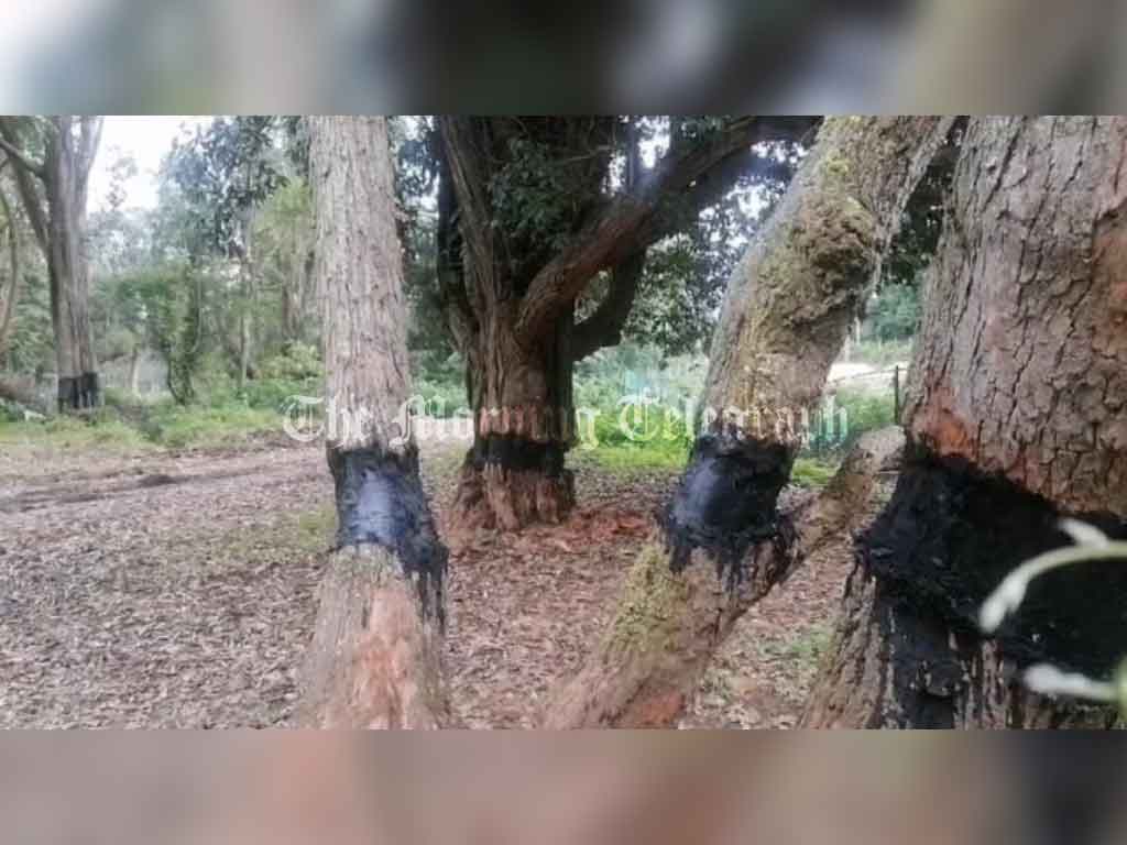 Investigation Launched Over Destruction of Historic Trees at Nuwara Eliya Golf Course