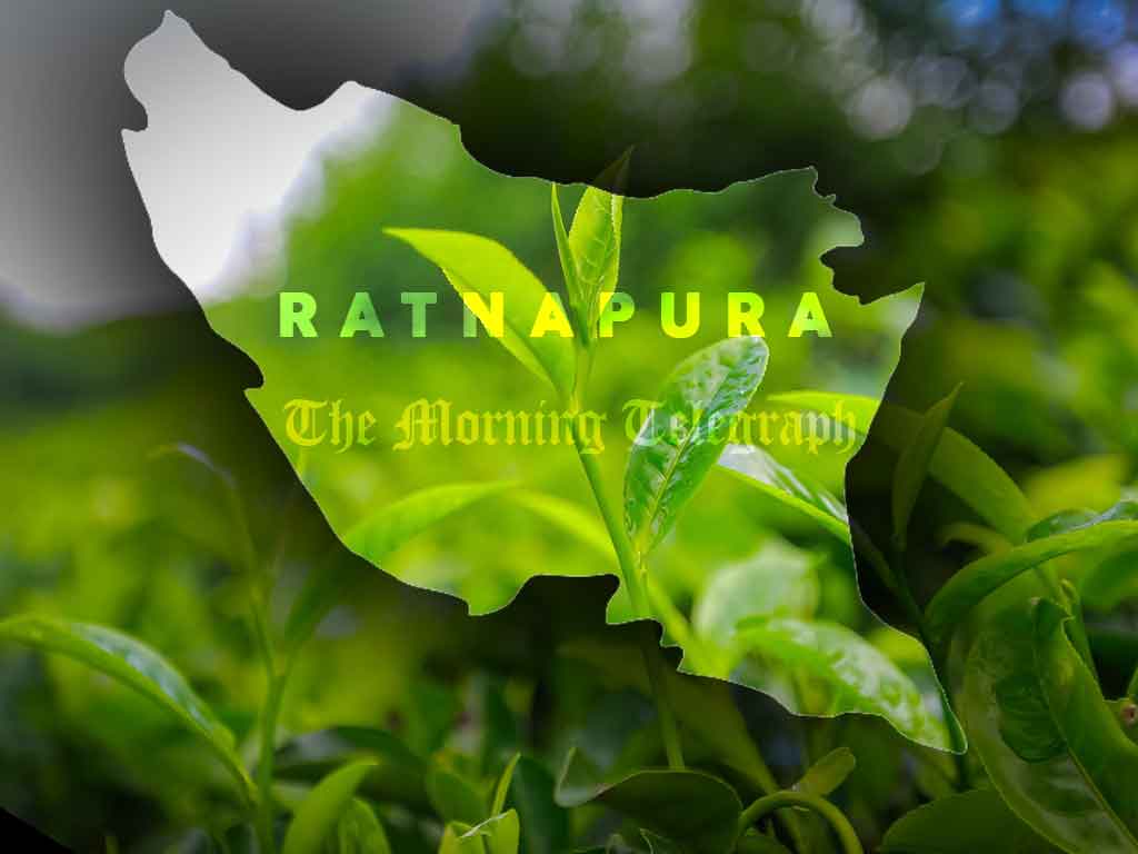 Tea Growers Struggle as Prices Fall in Ratnapura District