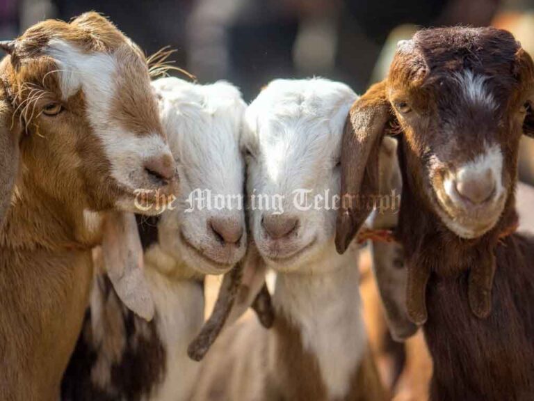 A Govt Program that Produced 23 Goats at a Cost of Rs.90 Million