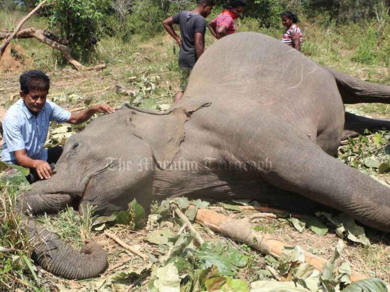 Over 4,000 Wild Elephants Have Died in Sri Lanka in the Last 14 Years