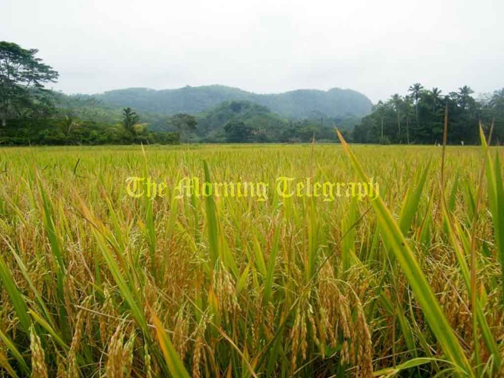 Anuradhapura's Small-scale Rice Mills Close Due to Rice Shortage