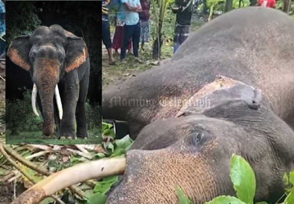 Loss of Dighadanthu Elephant Causes a 90 Million Rupee Hit to Sri Lanka's Tourism - (Video)