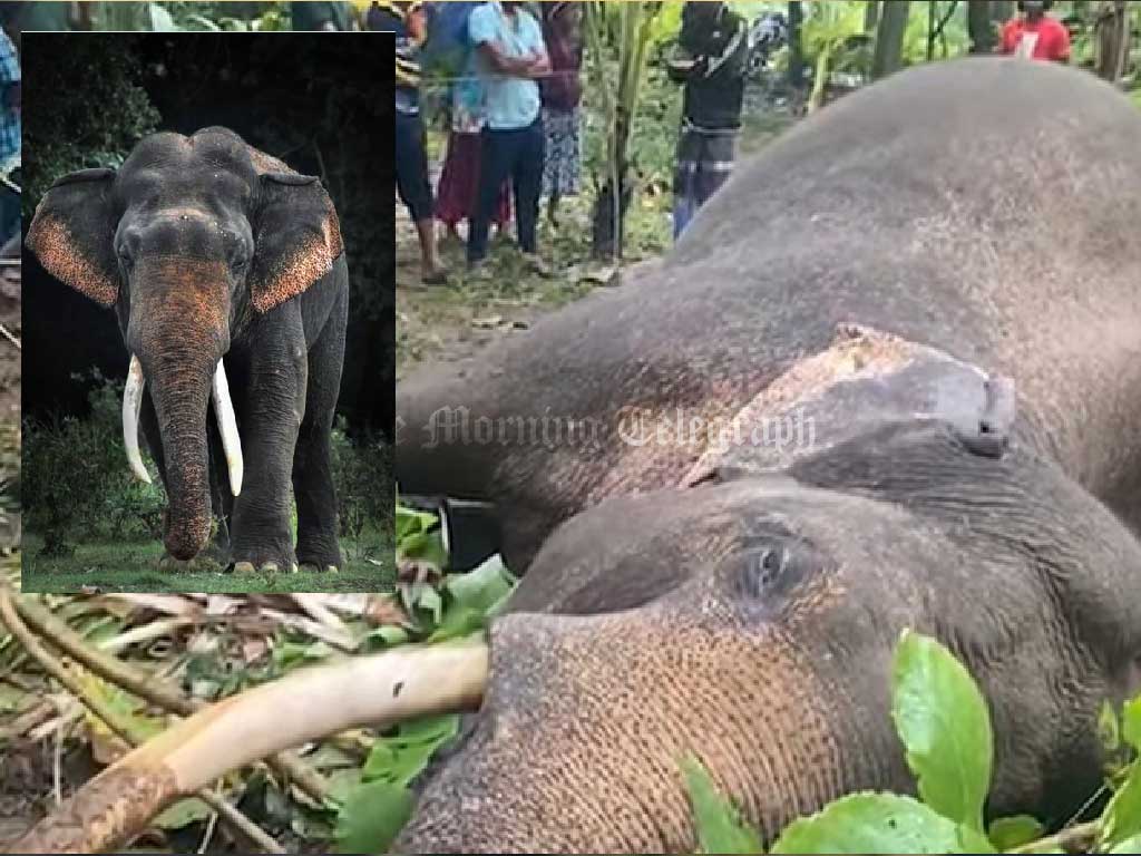 Loss of Dighadanthu Elephant Causes a 90 Million Rupee Hit to Sri Lanka's Tourism - (Video)