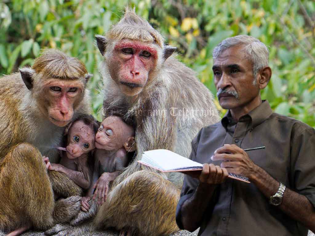 "Toque Macaque Not Protected by Law, Farmers Can Act" - Dr. Jagath Gunawardena