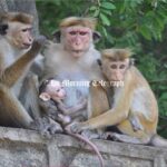 Kataragama Toque Macaques Trapping Halted, Captured Toque Macaquess Released Locally