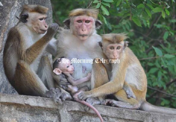 Kataragama Toque Macaques Trapping Halted, Captured Toque Macaquess Released Locally