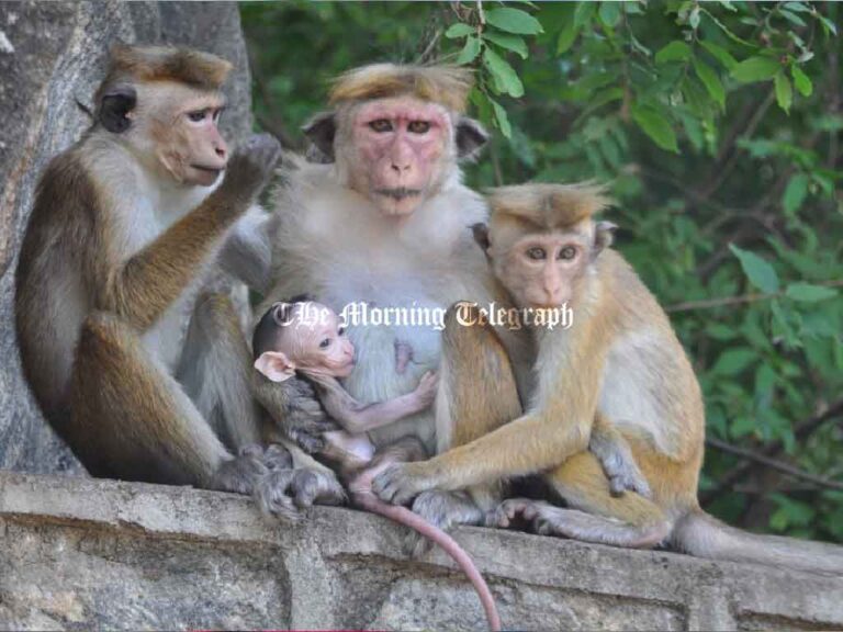 Kataragama Toque Macaques Trapping Halted, Captured Toque Macaquess Released Locally