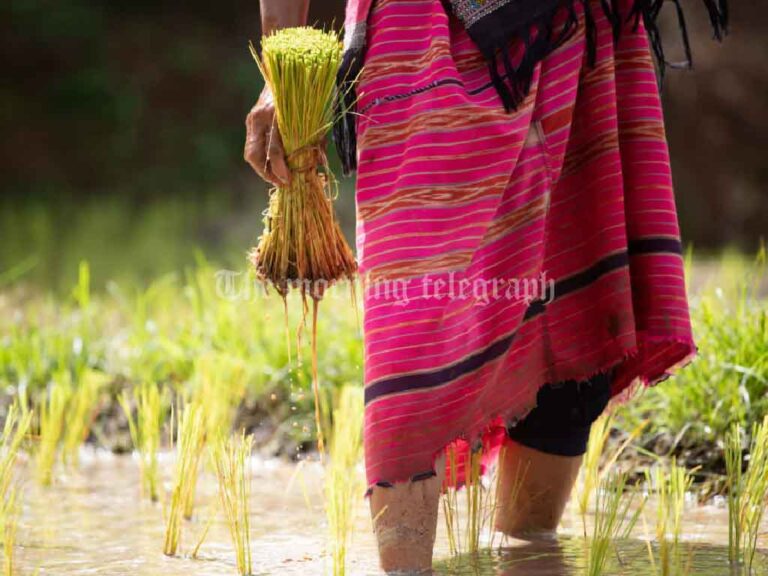 Govt Struggles to Set Guaranteed Paddy Price Amid Rising Costs, Potential Rice Price Surge