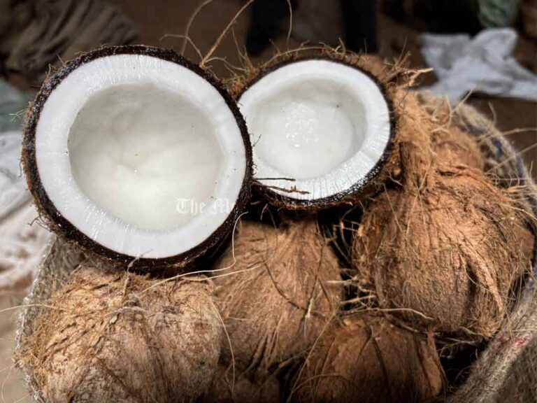 CCCI Urges Swift Coconut Imports to Address Supply Crisis and Price Surge