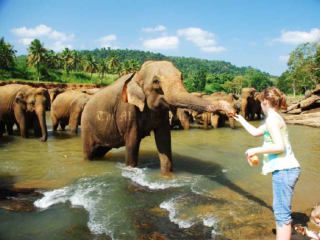 Sri Lankan Elephant Sanctuaries Face Accusations of Cruelty