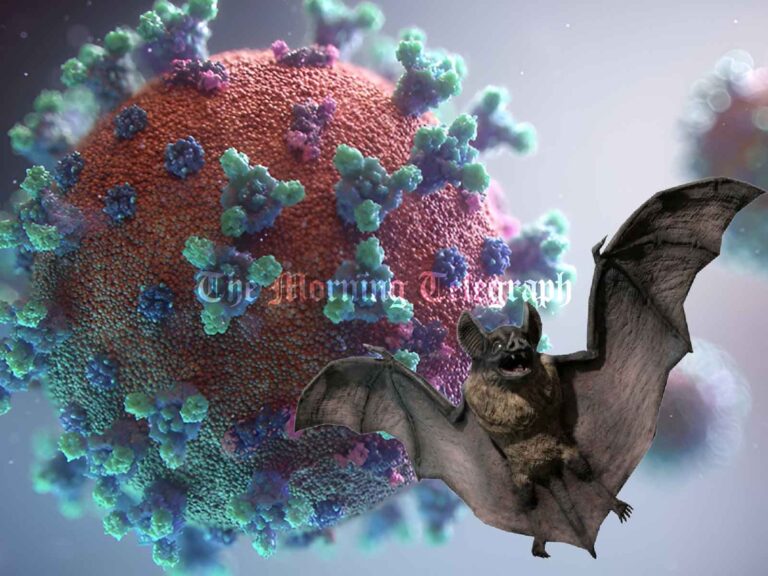 New Bat Coronavirus Found in China, Potential for Human Infection Under Investigation