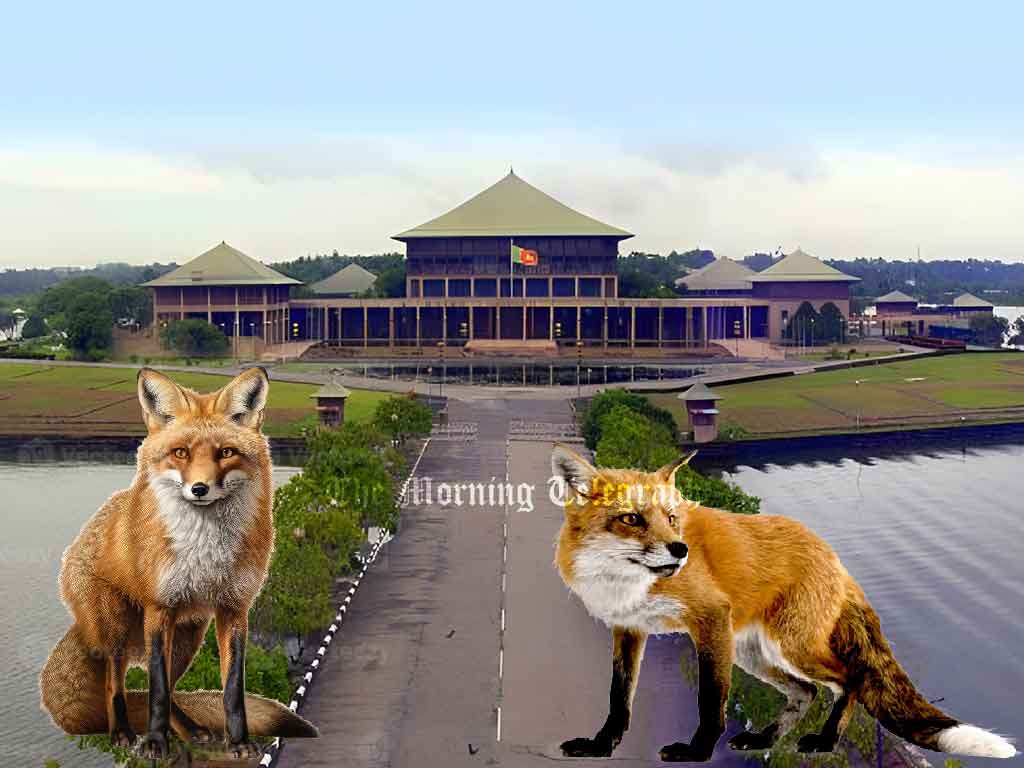 Jackals Spotted in Wetlands Near Sri Lankan Parliament