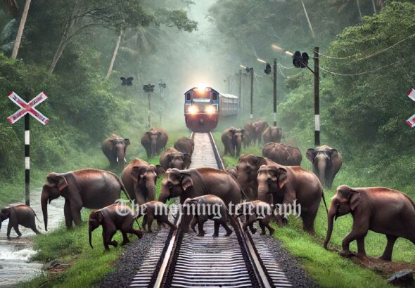 Steps Taken to Prevent Elephant-Train Collisions