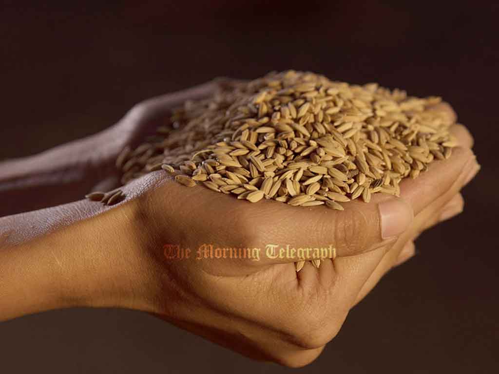 Govt Announces Guaranteed Paddy Prices