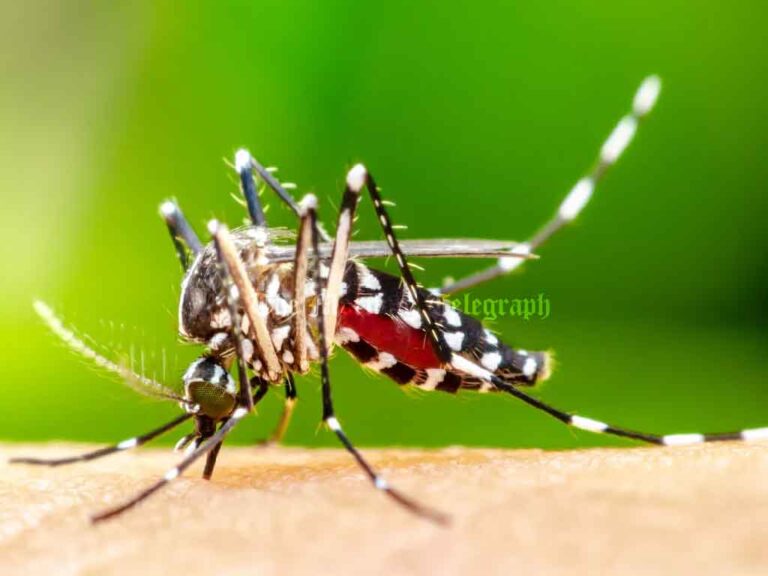 Dengue Cases Decrease by 43 Percent