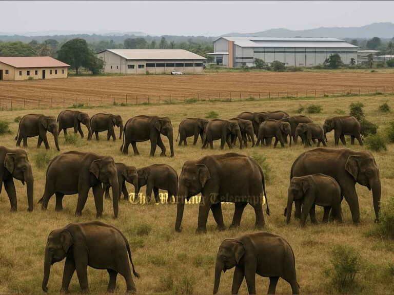 Demaliya and Wandama Elephant Habitats and Crossings Illegally Leased to Private Companies