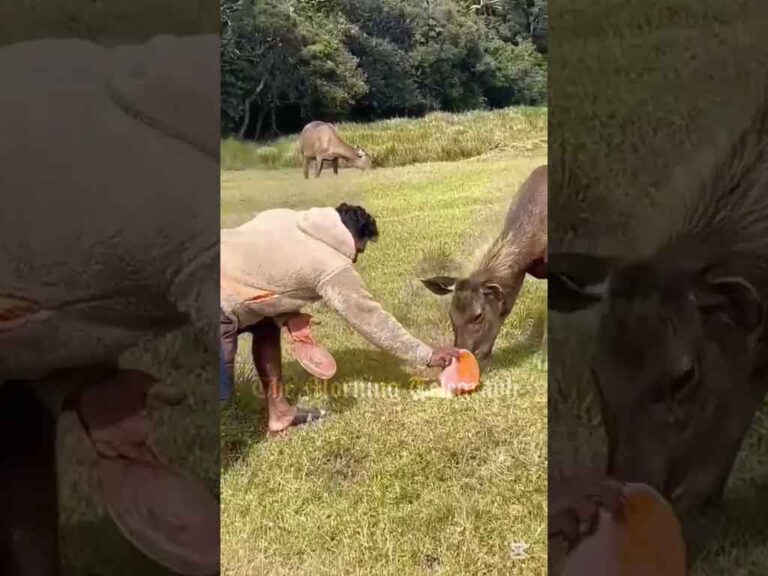 Priyan Menik to Be Sued for Feeding Deer in Horton Plains - (Video)
