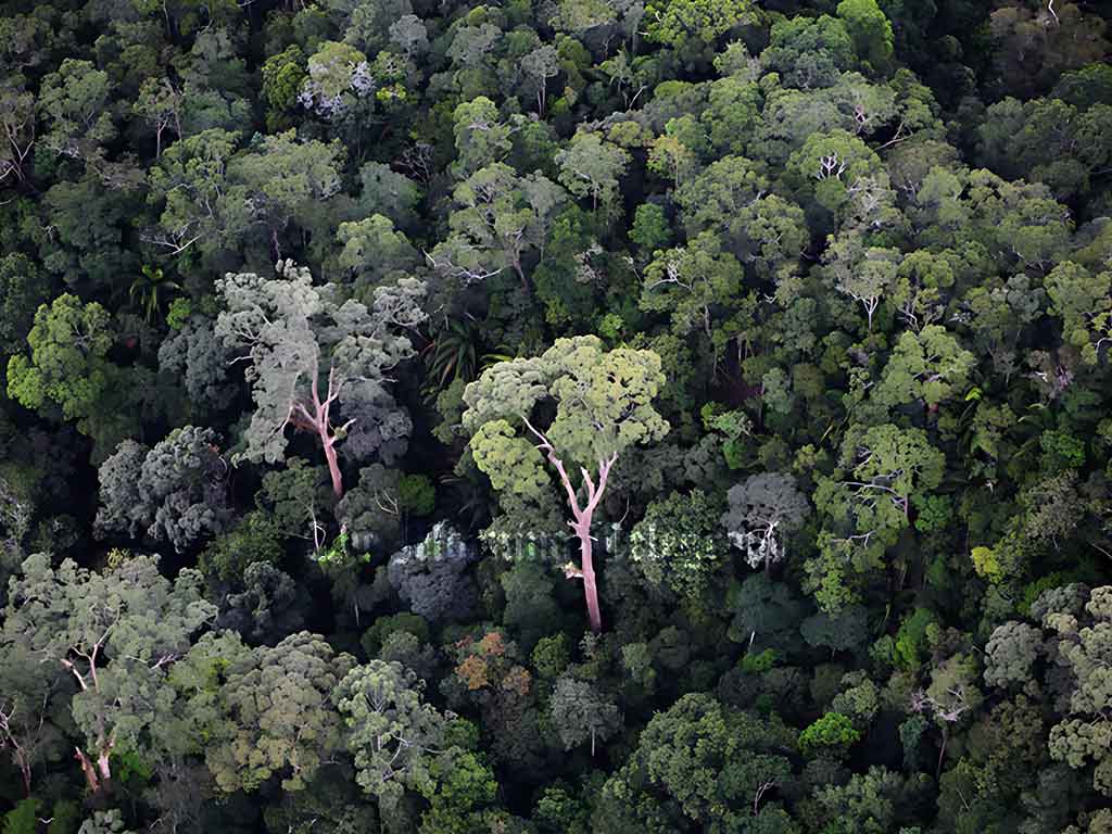 ‘Clean Sri Lanka’ Sparks Outrage: 1,000 Trees to Be Felled in Protected Kurunegala Forest