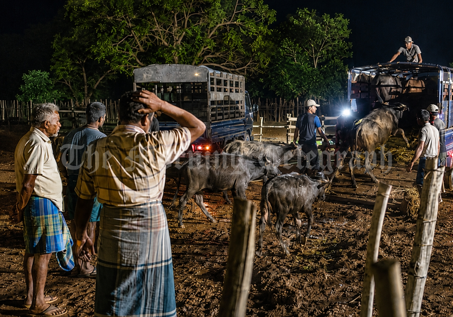 Mullaitivu cattle theft leaves Kumulamunai farmers distressed after buffaloes and calves were stolen from a rural corral